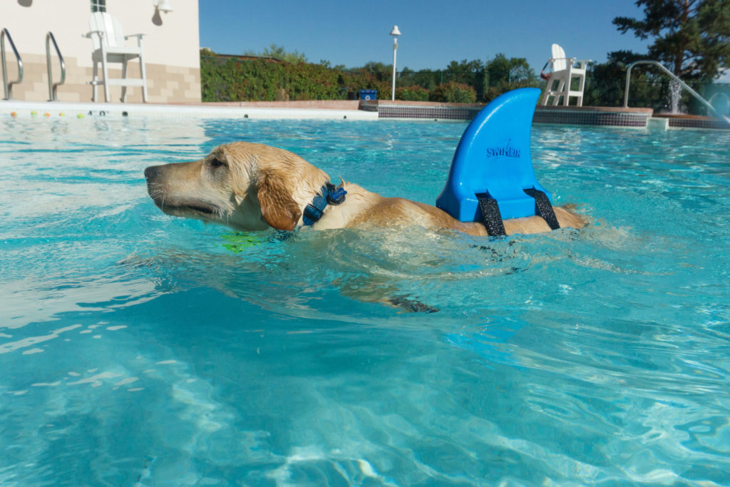 The City Park swimming pool opens up to dogs for the annual Labor Day Pooch Plunge. September 5, 20216