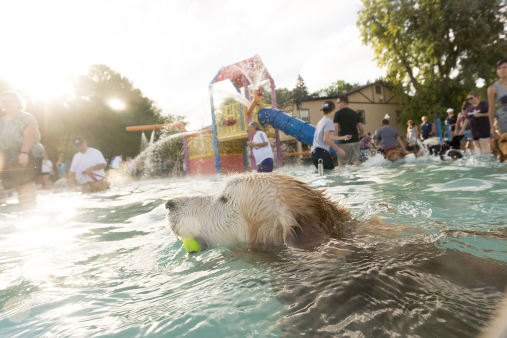 dogs swimming at city park pool, pooch pluunge