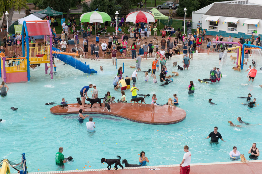 Dogs enjoy a splash on the last day that the Fort Collins swimming pool is open during the 2015 Pooch Plunge. CSU provided veterinary care to the event. September 7, 2015