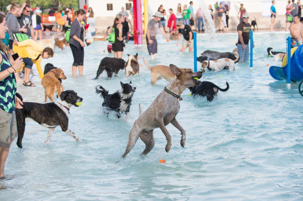 pooch plunge, dogs playing in water