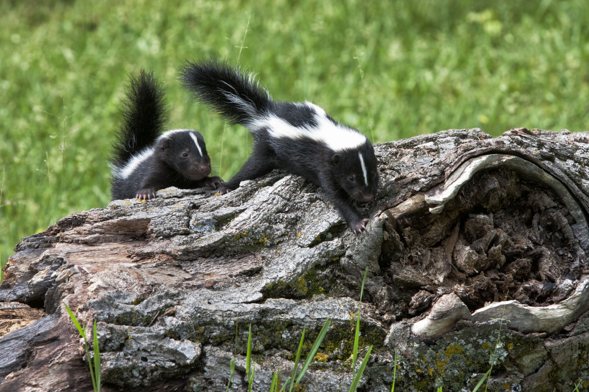 Rabid skunks reported roaming in Denver: Protect yourself and your pets  from rabies