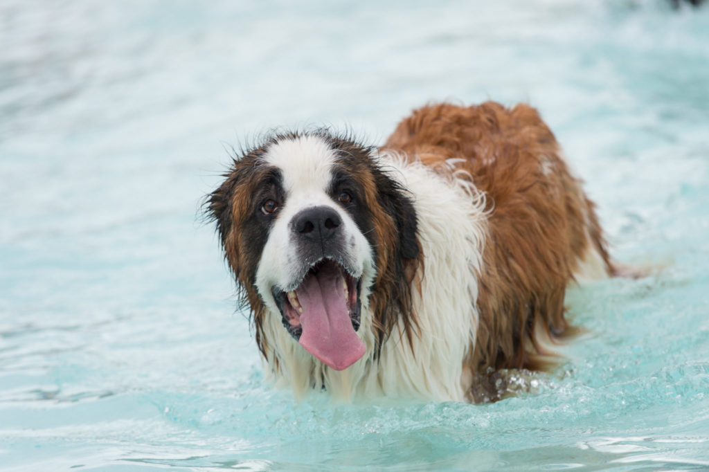 Dog enjoys a splash at the Fort Collins City Park Pool during Pooch Plunge