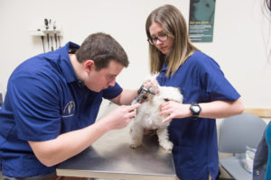 male and female vet students examining a small white dog