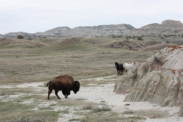 Horses Share Space With Bison