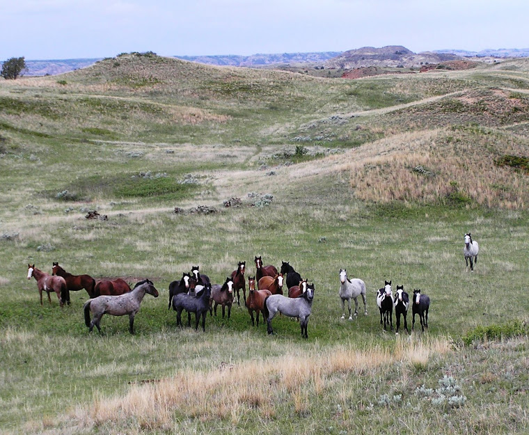 Horses at Theodore Roosevelt National Park