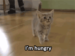 A cat meows and text says "I'm hungry"