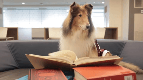 A dog pretends to read a book while sitting on a couch