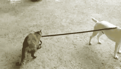 A cat walks a dog around by a leash