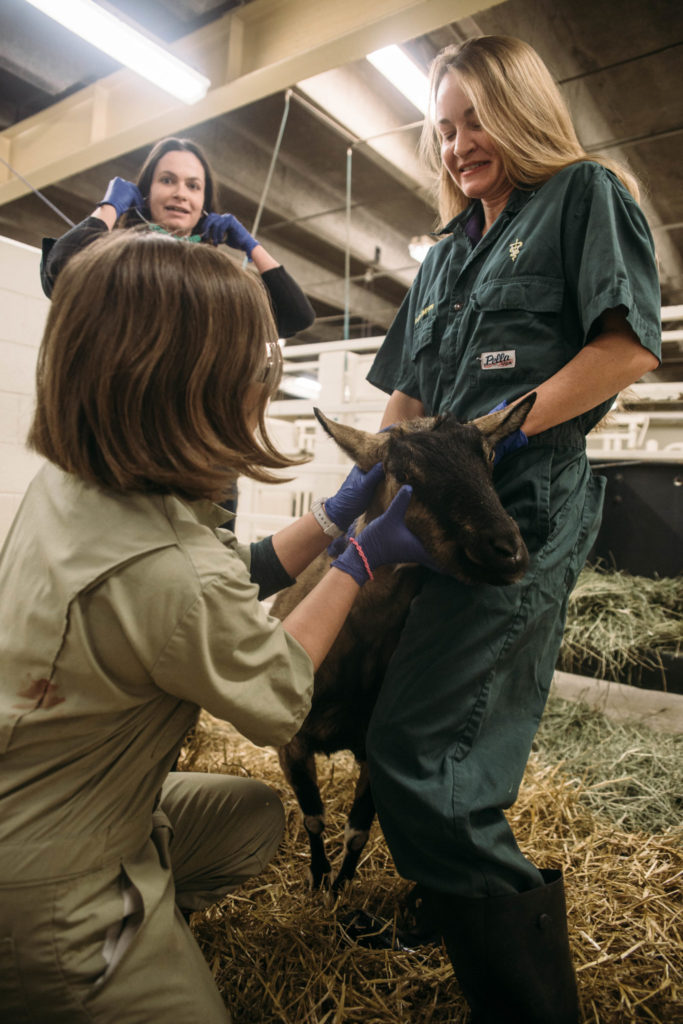 10:57 a.m. | Dr. Katie Simpson holds Savannah the goat as veterinary students Becca Tierce (back) and Jaemi-Lise Yoshioka (front) perform a routine checkup on Savannah.