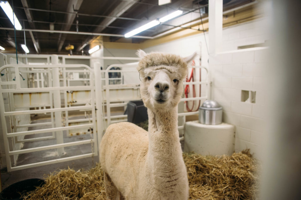 11:03 a.m. | An alpaca, nicknamed “Naughty Scottie” by the large-animal team, waits for his checkup.