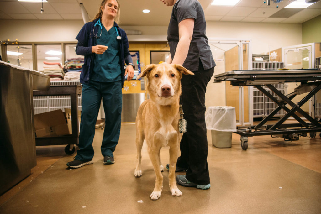 11:40 a.m. | Shiloh visits Urgent Care with an injury he received at a local dog park. Student Emily Briggs, left, forms a game plan to close Shiloh’s wound.