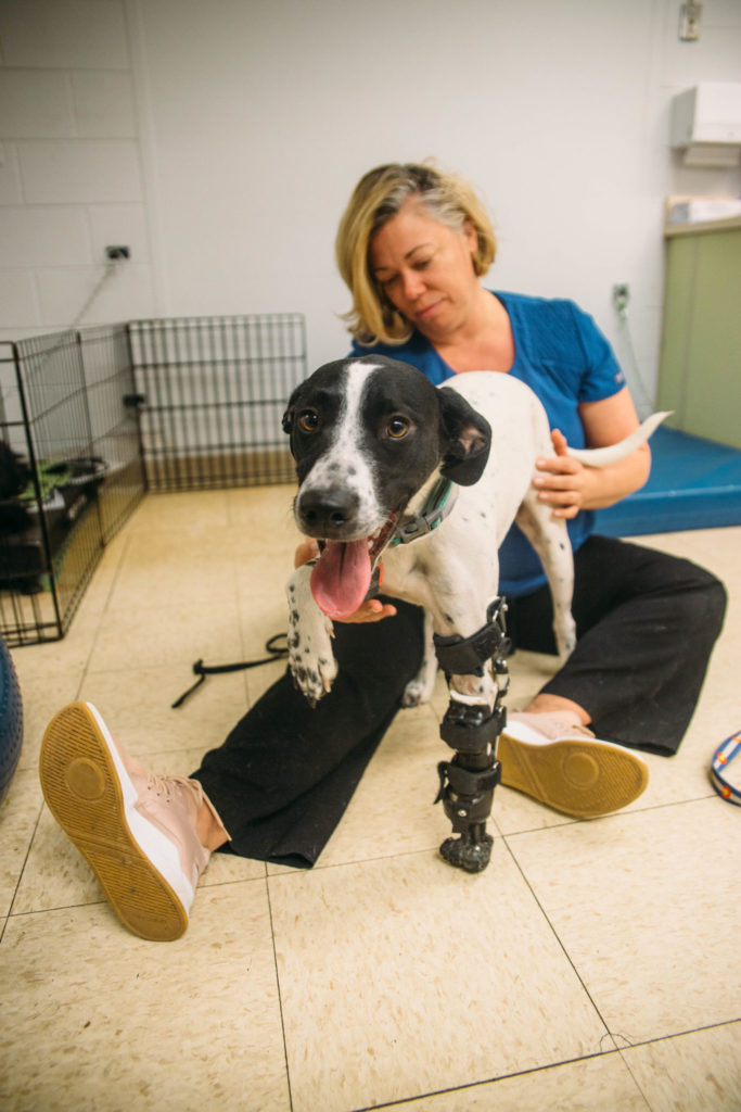 1:17 p.m. | Ruger receives physical therapy from Sasha Foster to learn how to walk correctly with a new prosthesis. He had a partial limb amputation in March 2018.
