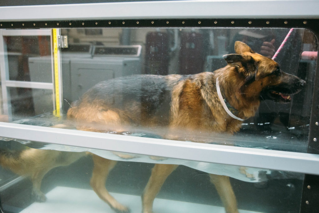 11:58 a.m. | Charlie the German shepherd receives underwater treadmill therapy as part of his rehabilitation.