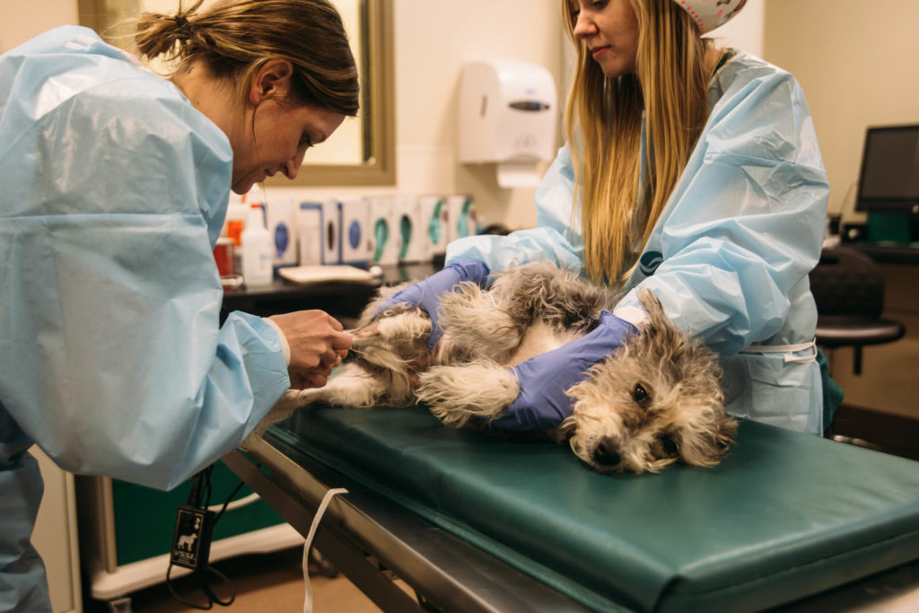 1:17 p.m. | Jhoni Sorensen (left) and Emily Janik (right) give 11-year-old Annie chemotherapy to treat sarcoma of the spleen. Unlike humans, dogs do not lose their hair during chemotherapy.