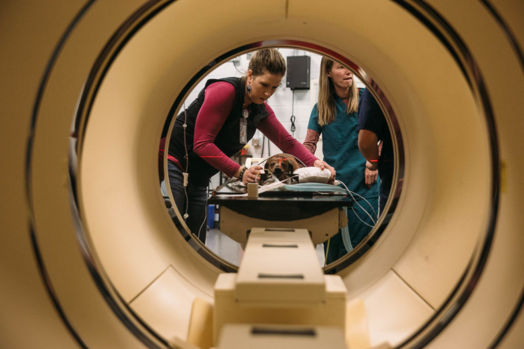 12:44 p.m. | Lindsay Hager, radiological technologist, positions Daisy, a dachshund, on the CT scanner table to replicate a radiation therapy set-up. Veterinary oncologists can duplicate the CT scan of Daisy and use it in radiation therapy for more precise treatment of a mass on her lower jaw.