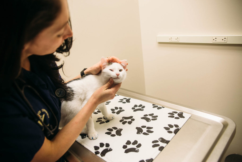 1:32 p.m. | In Community Practice, Dewey gets his final checkup from veterinary student Melissa Ocariz before going home after neuter surgery. Community Practice veterinarians and students perform up to six spays and neuters every day in addition to more than 20 daily medical appointments.