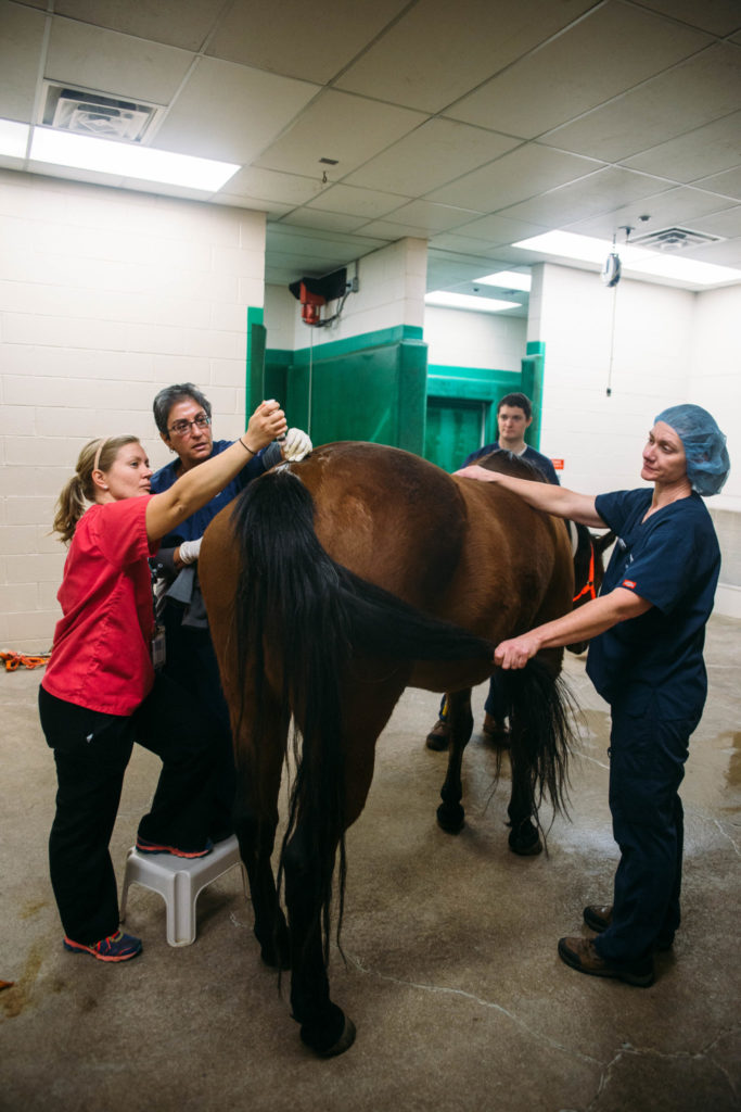 9:44 a.m. | Veterinary student Sheila Spacek administers epidural pain medications before surgery following needle placement by Dr. Khursheed Mama. Anesthesia staff Kevin Brewer and Sierra Hightower assist with horse handling during the procedure.