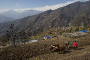 Farmer and oxen plow fields in Nepal. Mountains in background.