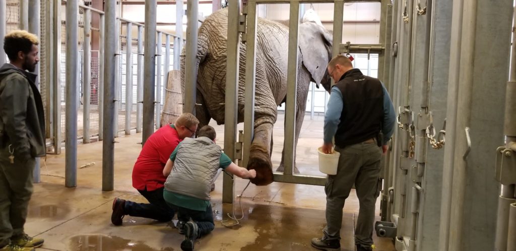 12:03 p.m. Dr. Matt Johnston visits the Cheyenne Mountain Zoo to perform an ultrasound on the foot of Malaika, a 33-year-old African elephant who was struggling to put weight on her foot. The zoo taught Malaika yoga to help keep her limber and healthy.