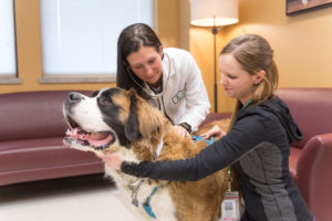 Atticus the St. Bernard is examined by Dr. Stephanie McGrath and Breona Thomas