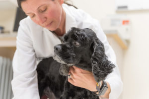Dr. Stephanie McGrath examines a client-owned dog taking part in a CBD clinical trial