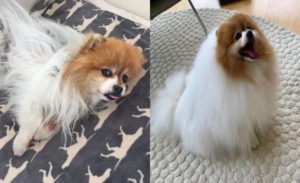 Pomeranian before and after hair growth treatment
