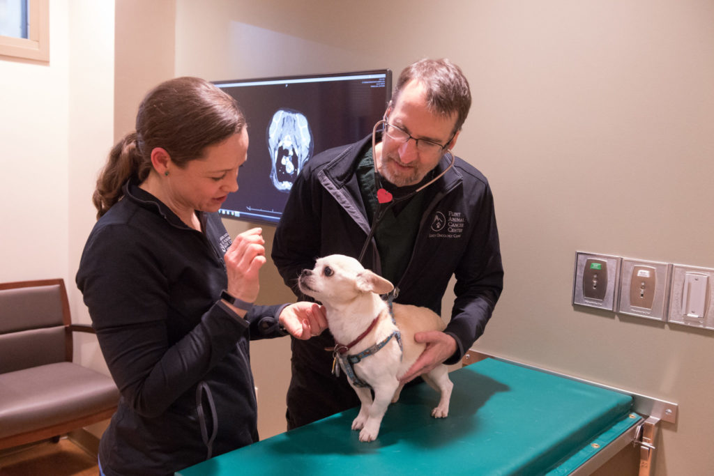 Danielle Bigg helps Dr. Doug Thamm, who is examining a dog at the Flint Animal Cancer Center