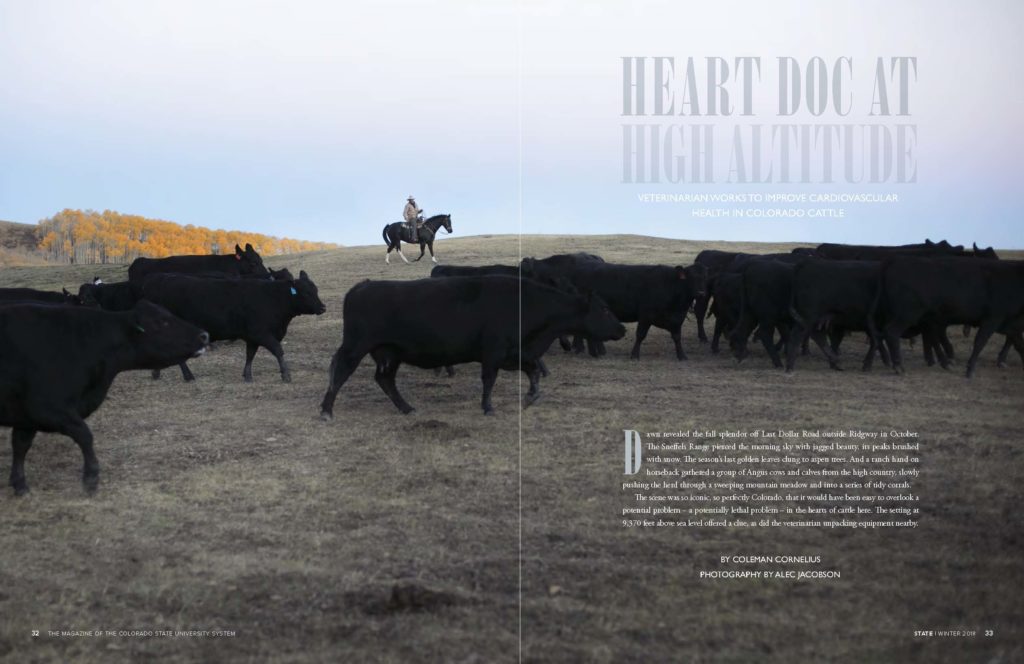 magazine spread with cows