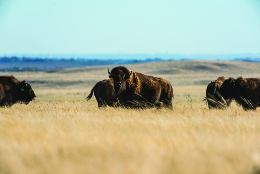 Bison in the Laramie Foothills Bison Conservation Herd check out their new surroundings on the Soapstone Prairie Natural Area after being released on National Bison Day, November 1, 2015. It's been about 150 years since bison last roamed the prairie north of Fort Collins.
Bison in the Laramie Foothills Bison Conservation Herd check out their new surroundings on the Soapstone Prairie Natural Area after being released on National Bison Day, November 1, 2015. It's been about 150 years since bison last roamed the prairie north of Fort Collins.
Bison in the Laramie Foothills Bison Conservation Herd check out their new surroundings on the Soapstone Prairie Natural Area after being released on National Bison Day, November 1, 2015. It's been about 150 years since bison last roamed the prairie north of Fort Collins.
Bison in the Laramie Foothills Bison Conservation Herd check out their new surroundings on the Soapstone Prairie Natural Area after being released on National Bison Day, November 1, 2015. It's been about 150 years since bison last roamed the prairie north of Fort Collins.
Bison in the Laramie Foothills Bison Conservation Herd check out their new surroundings on the Soapstone Prairie Natural Area after being released on National Bison Day, November 1, 2015. It's been about 150 years since bison last roamed the prairie north of Fort Collins.
Bison in the Laramie Foothills Bison Conservation Herd check out their new surroundings on the Soapstone Prairie Natural Area after being released on National Bison Day, November 1, 2015. It's been about 150 years since bison last roamed the prairie north of Fort Collins.
Bison in the Laramie Foothills Bison Conservation Herd check out their new surroundings on the Soapstone Prairie Natural Area after being released on National Bison Day, November 1, 2015. It's been about 150 years since bison last roamed the prairie north of Fort Collins.
Bison in the Laramie Foothills Bison Conservation Herd check out their new surroundings o