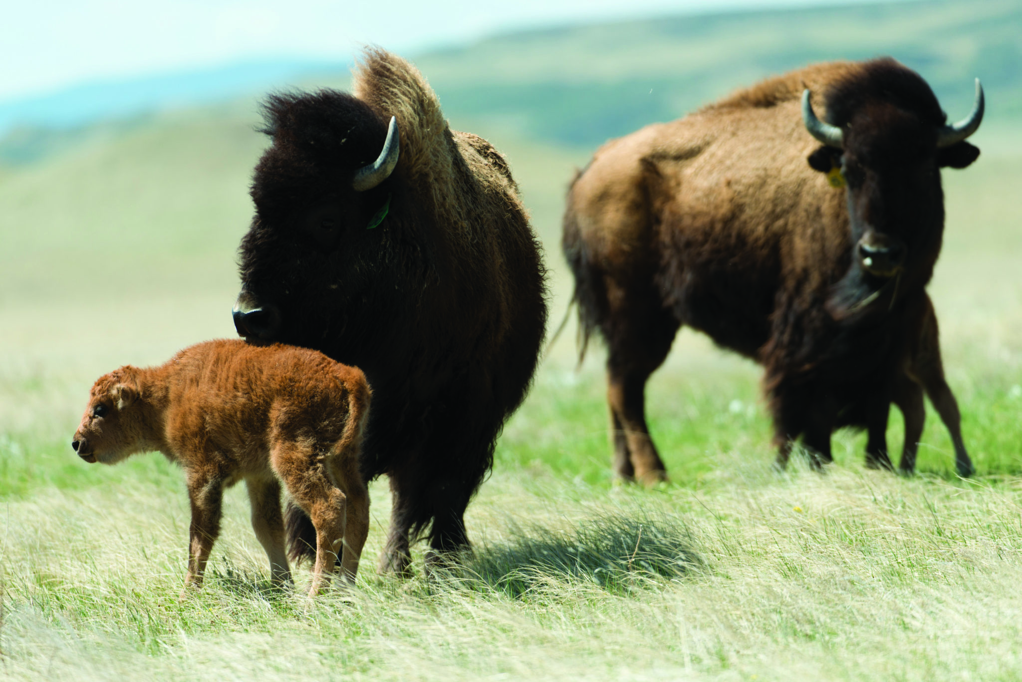 Laramie Foothill Bison Conservation Herd