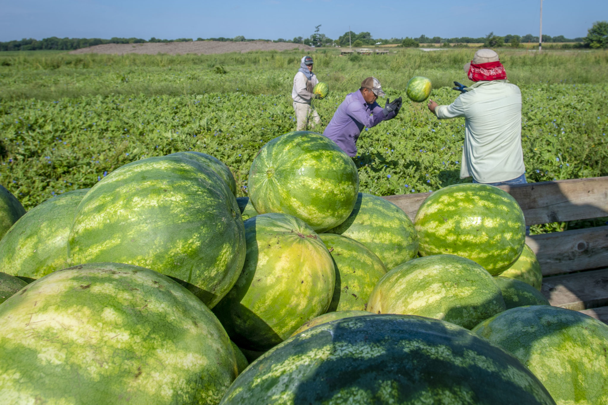 Workers harvest watermelons