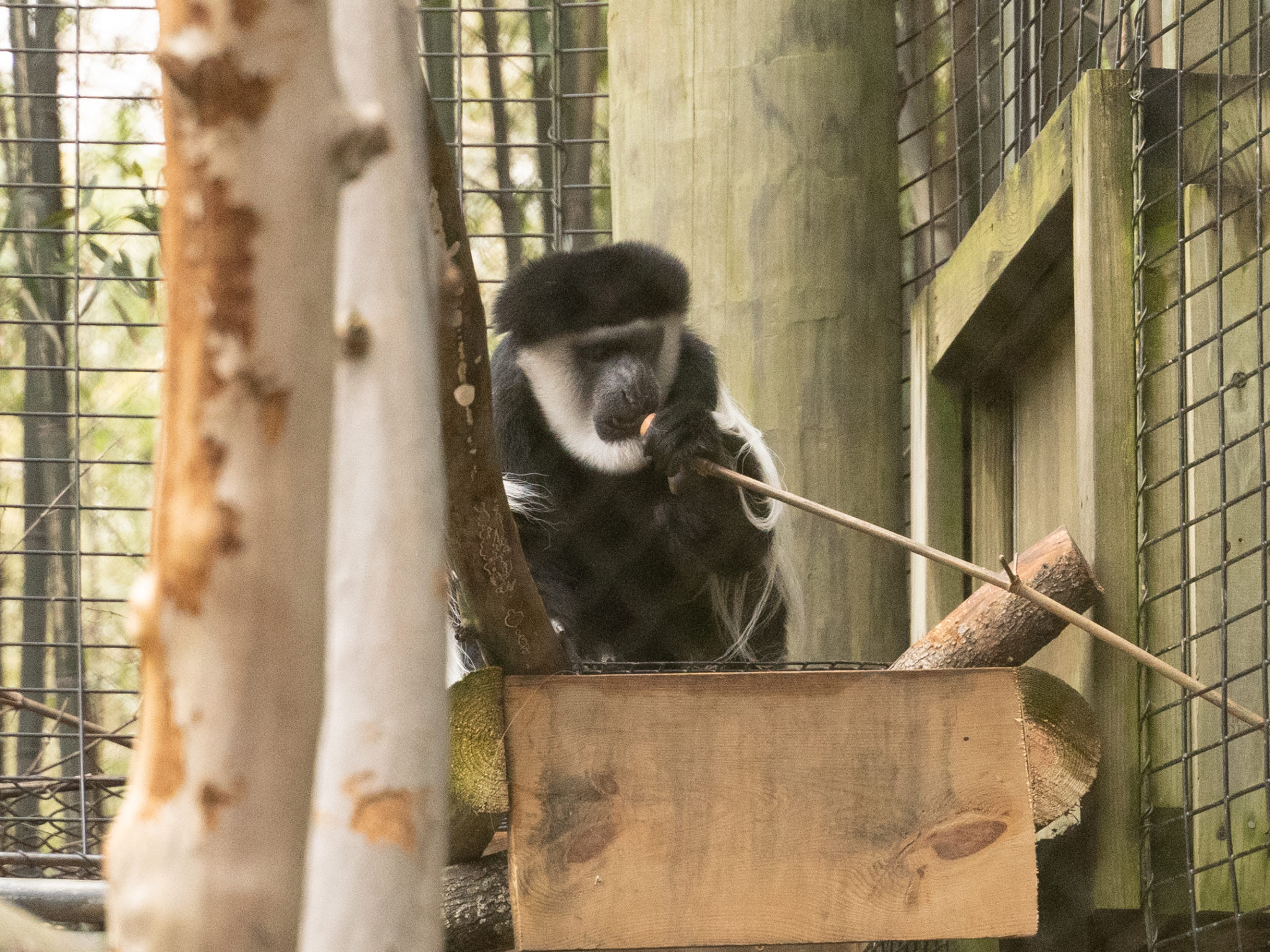 KJ the monkey eats a treat