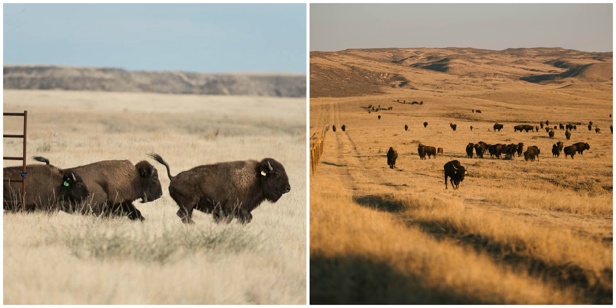 a photo of bison in 2015 compared with today on Soapstone Prairie Natural area