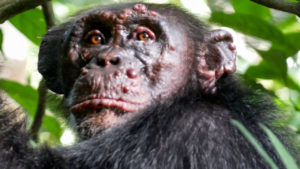 chimpanzee with leprosy