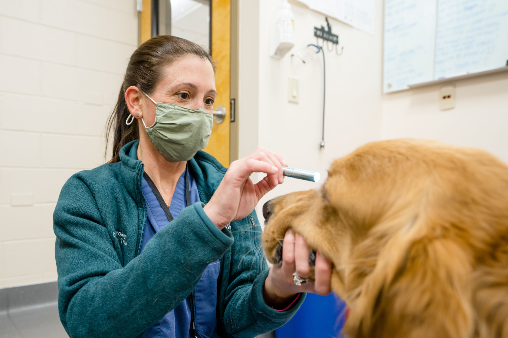 veterinarian looks at golden retriever's eyes with flashlight