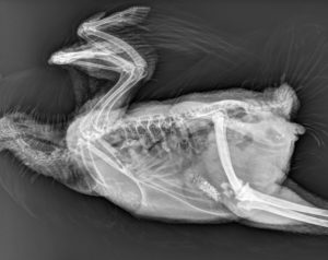 x-ray of a chicken