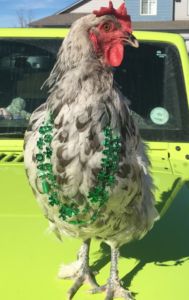 chicken wearing St Patrick's Day necklace