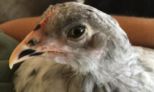 closeup of young chicken