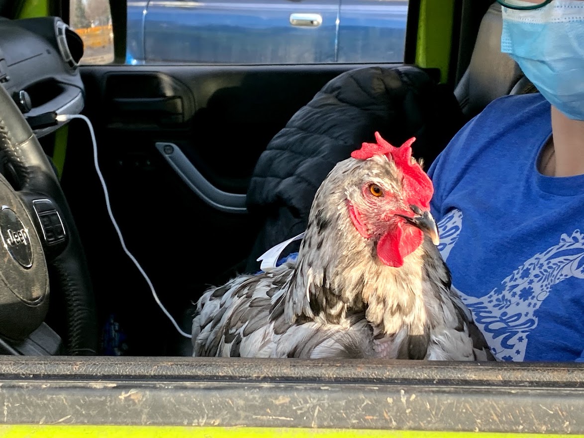 chicken in a car