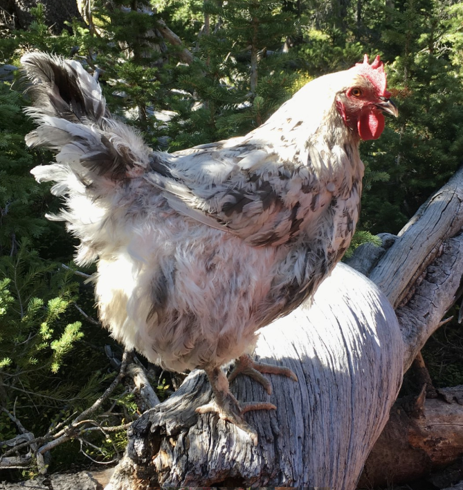 chicken on a tree stump