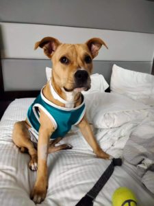 pitbull dog on bed