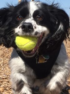 dog with a tennis ball in his mouth