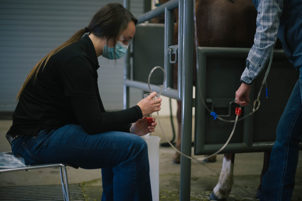 Dr. Jennifer Hatzel and research associate Michelle Steele perform an embryo flush on HR Wright on Cash, an 18-year-old mare.