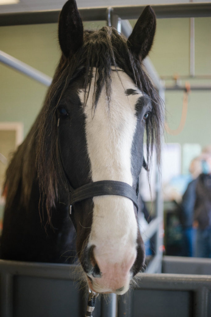 Casey MacKenzie, owner-operator of MacKenzie Shires LLC, brings her mare, Dora, to the ERL for an ultrasound. Breeding draft horses is a difficult task. “We breed endangered shire horses, one of the biggest breeds of draft horses,” MacKenzie says. “The ERL has been a lifesaver for my breeding business.”