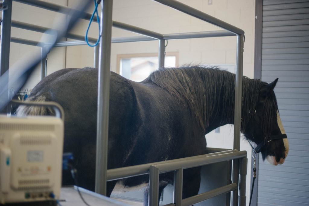 Casey MacKenzie, owner-operator of MacKenzie Shires LLC, brings her mare, Dora, to the ERL for an ultrasound. Breeding draft horses is a difficult task. “We breed endangered shire horses, one of the biggest breeds of draft horses,” MacKenzie says. “The ERL has been a lifesaver for my breeding business.”