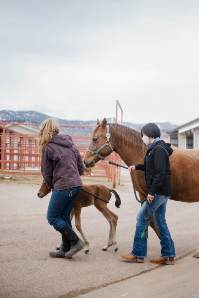 Around noon, Hannah Harmon, a breeding farm intern, and Dr. Hatzel, check in on the night’s foal and move him from the maternity ward to a new stall.