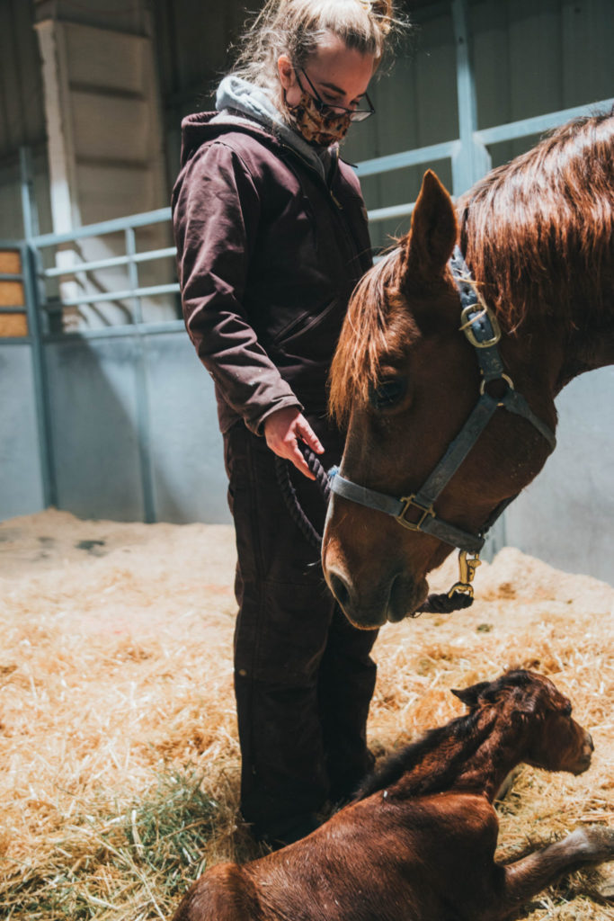At 2:42 a.m., the colt takes his first wobbly steps with help from Dr. Matty May, a first-year resident at the ERL.