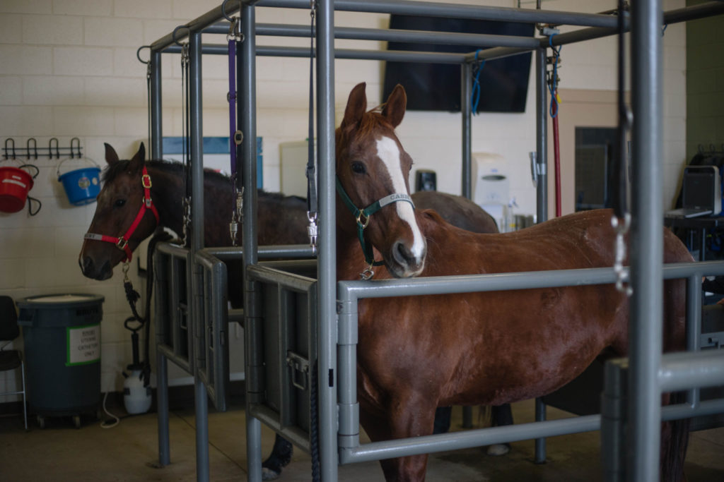 Around noon, Hannah Harmon, a breeding farm intern, and Dr. Hatzel, check in on the night’s foal and move him from the maternity ward to a new stall.