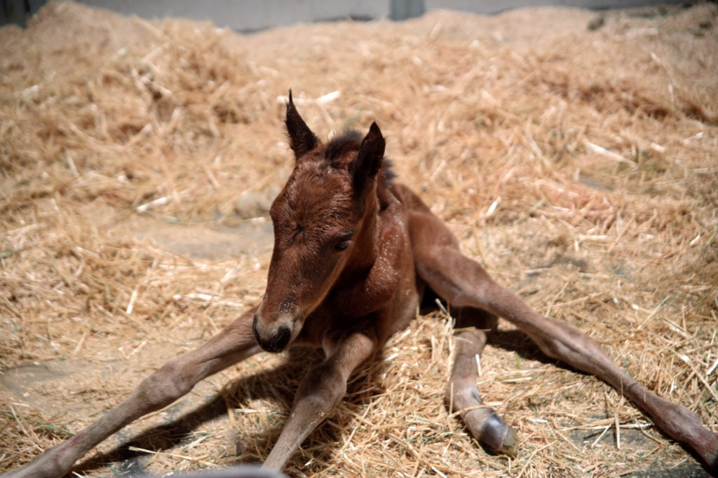 In the early hours of March 4, 2021, Miss Lynx Moonshine births a healthy colt. The new mother is a client mare at Colorado State University’s Equine Reproduction Laboratory.