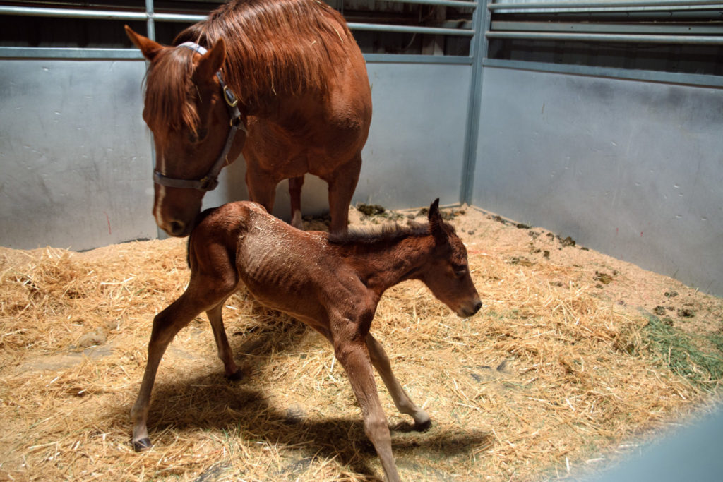 At 2:42 a.m., the colt takes his first wobbly steps with help from Dr. Matty May, a first-year resident at the ERL.